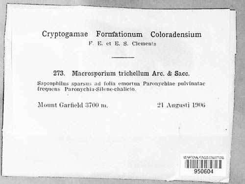 Macrosporium trichellum image